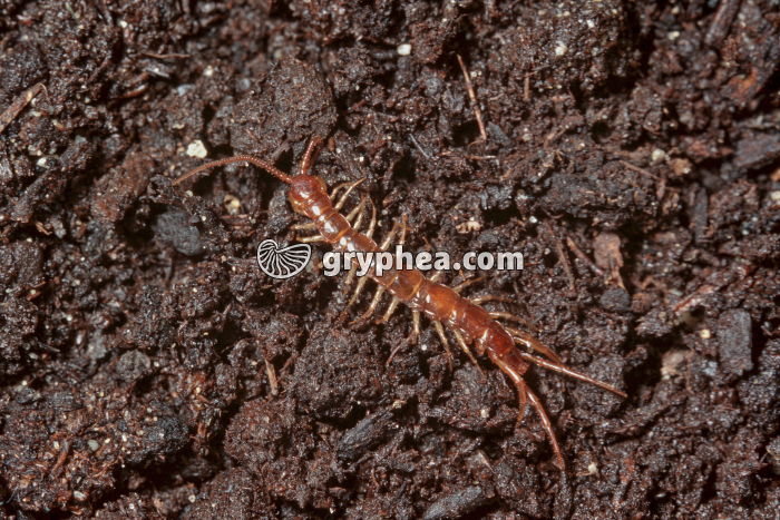 Lithobie - gryphea.org